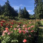 International Rose Test Garden