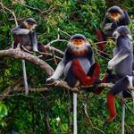 Cúc Phương National Park