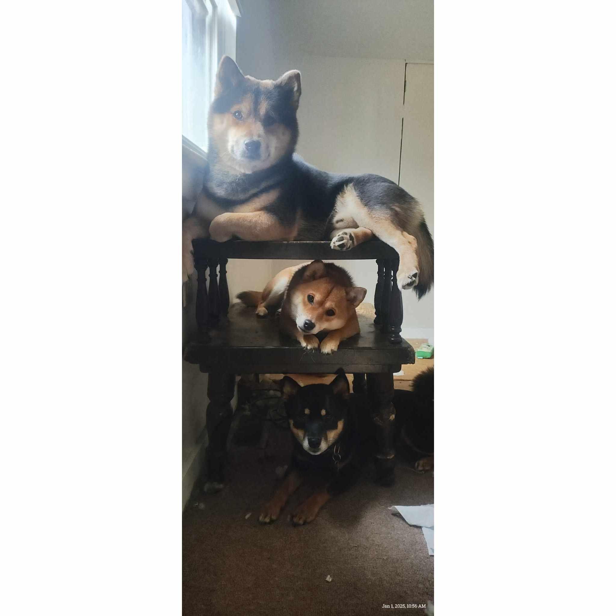 Jhin, Toniq, and Whiskey (our pups!)