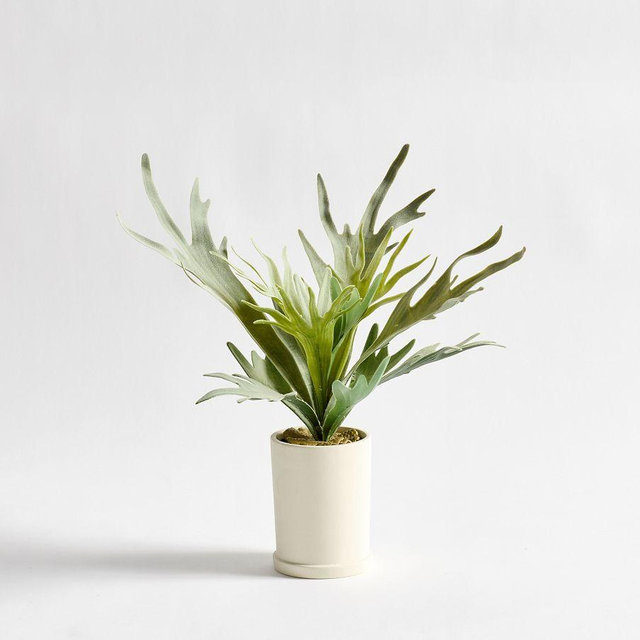 Potted Staghorn, Small