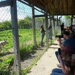 Wolf Hollow - North American Wolf Foundation