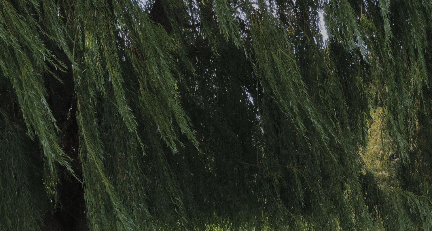 The Wedding Website of Elea Charrier and Isaak Mercier
