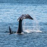 Island Adventures Whale Watching