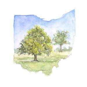 Emily Wood State Tree Watercolor Prints - Ohio