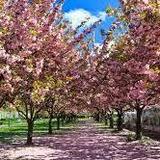Brooklyn Botanic Garden
