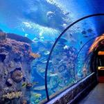 Shark Reef Aquarium at Mandalay Bay