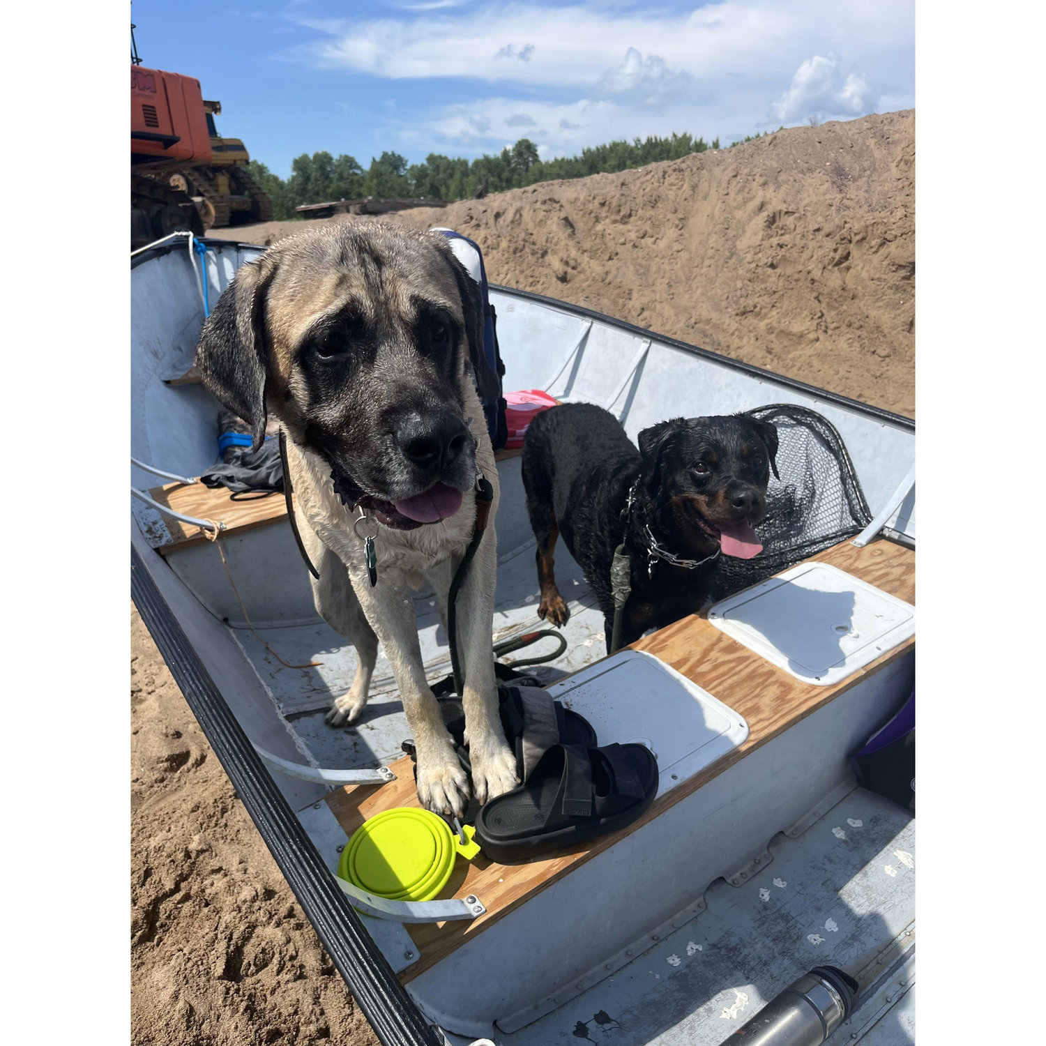 Of course both of our dogs, Briggs and Deno, were present for the engagement!