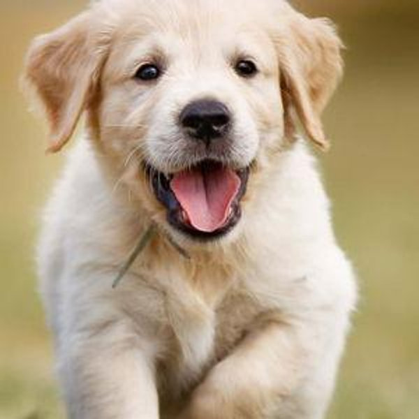 New Puppy fund