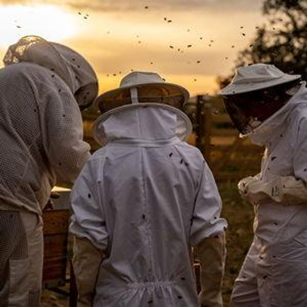 Beekeeping Honeymoon excursion
