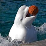 Mystic Aquarium