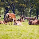 Woburn Abbey Deer Park