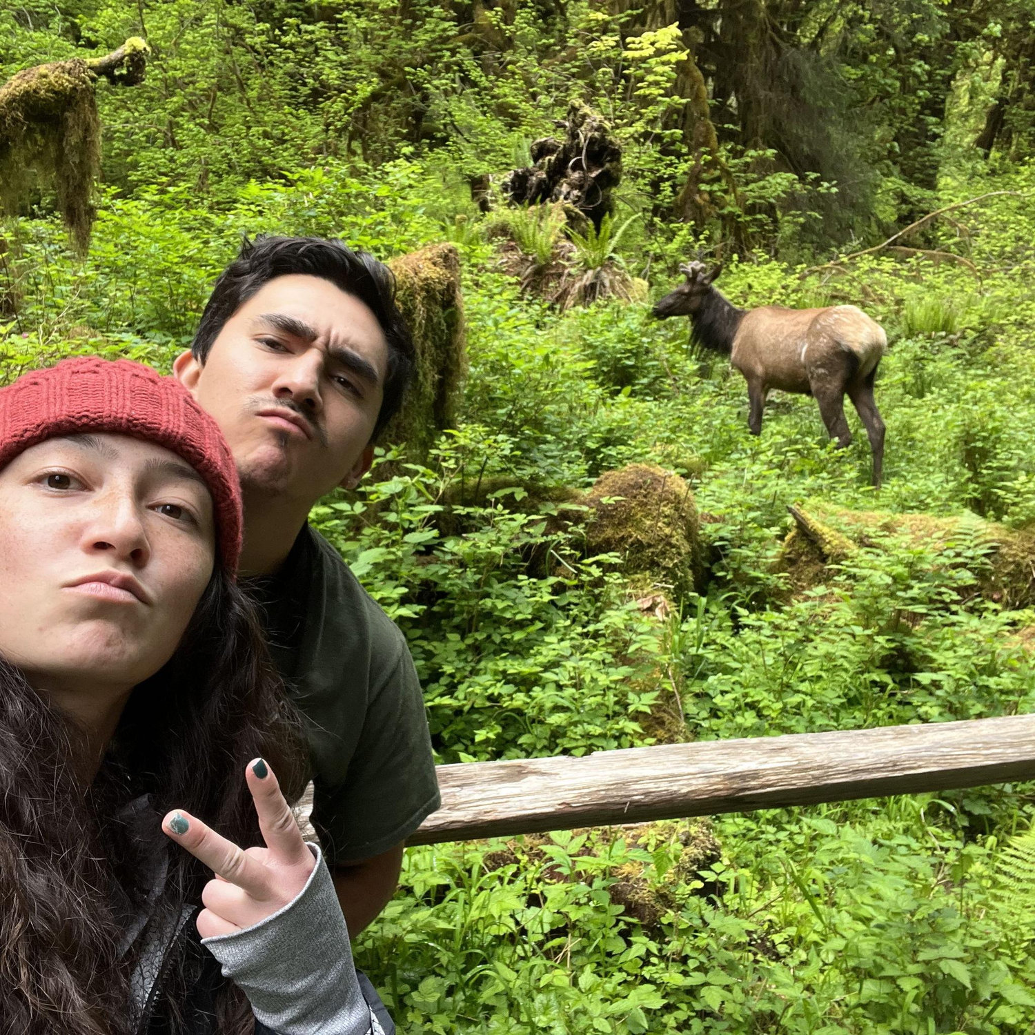 J&J encounter elk from a not-safe distance. We blame the elk.