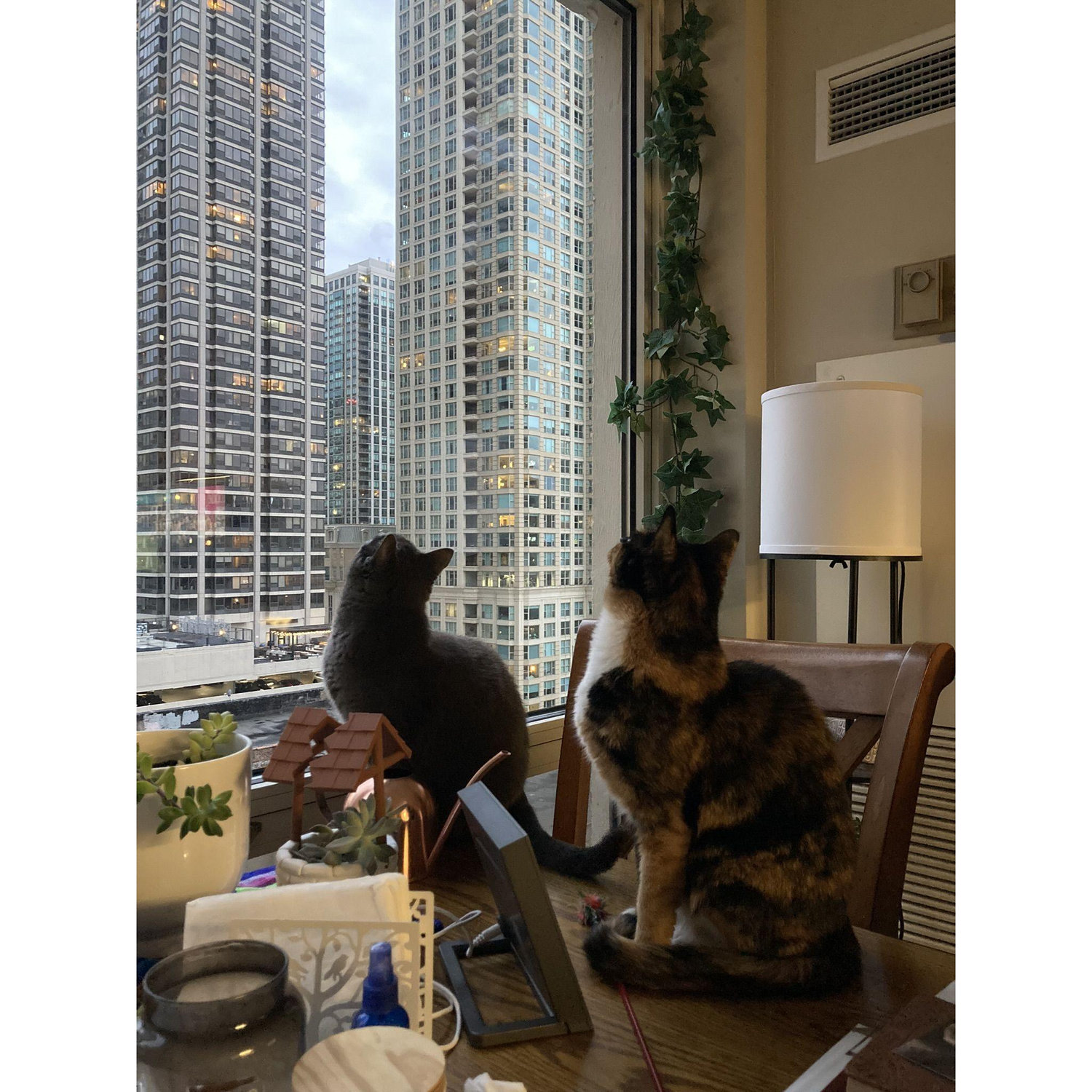The cats both enjoy sunbathing and taking in the view at our home