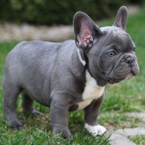 Our Pets Will Love You