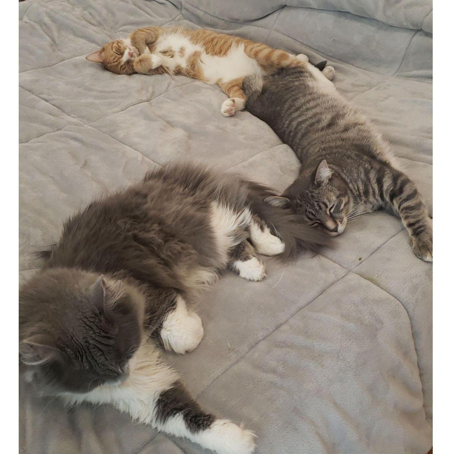 Unlike her other sister, Vera actually enjoys hanging out with the kittens. Seeing the three of them lounging on the bed like this is a daily occurrence.