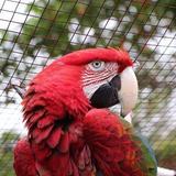 Tour of Jungla de Panama - Wildlife Rescue Rehab and Release Center