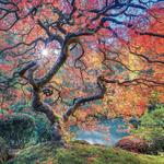 Portland Japanese Garden