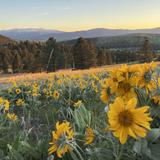 Missoula