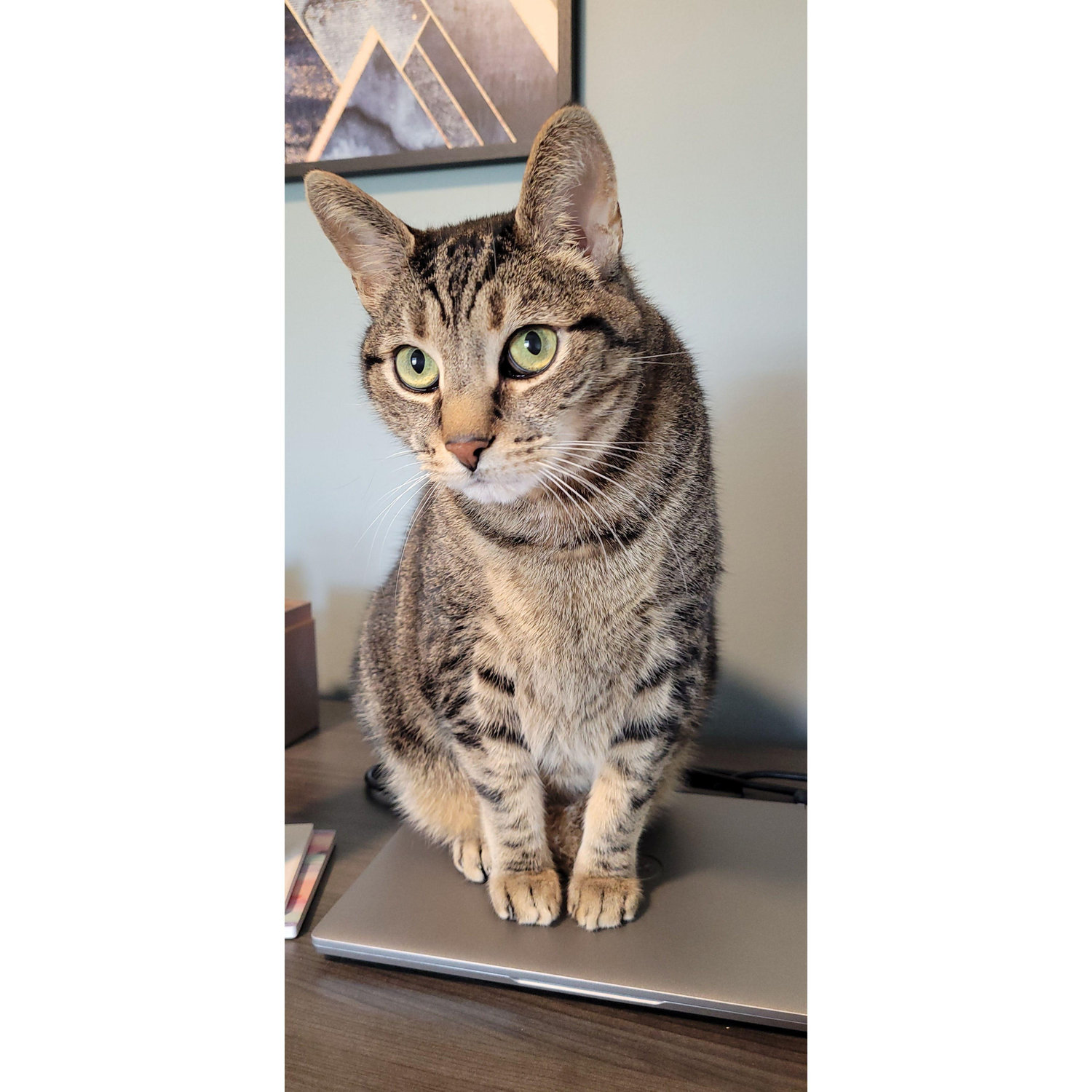 Our handsome furry, kitty guy!
