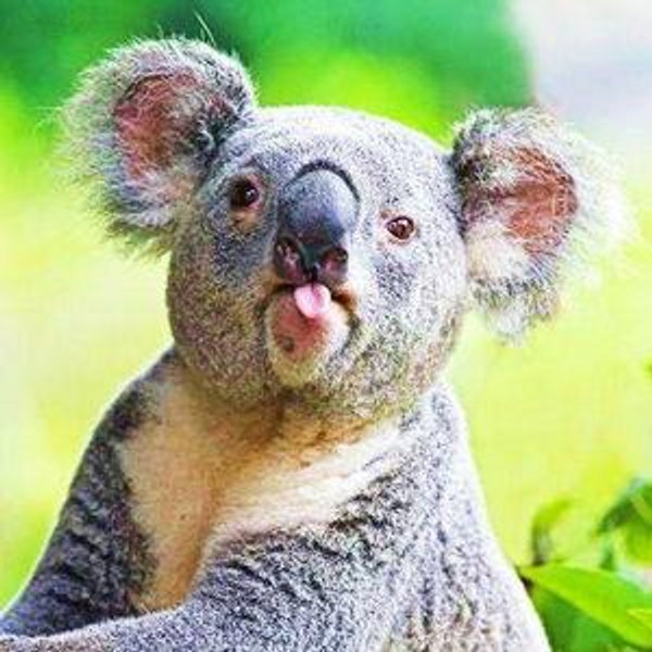 Australia Honeymoon Fund