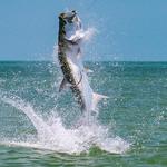 Tarpon Fishing
