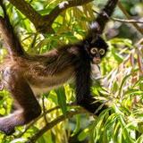 Puerto Barillas Monkey Sanctuary