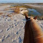Cedar Island Stables - Horseback Riding