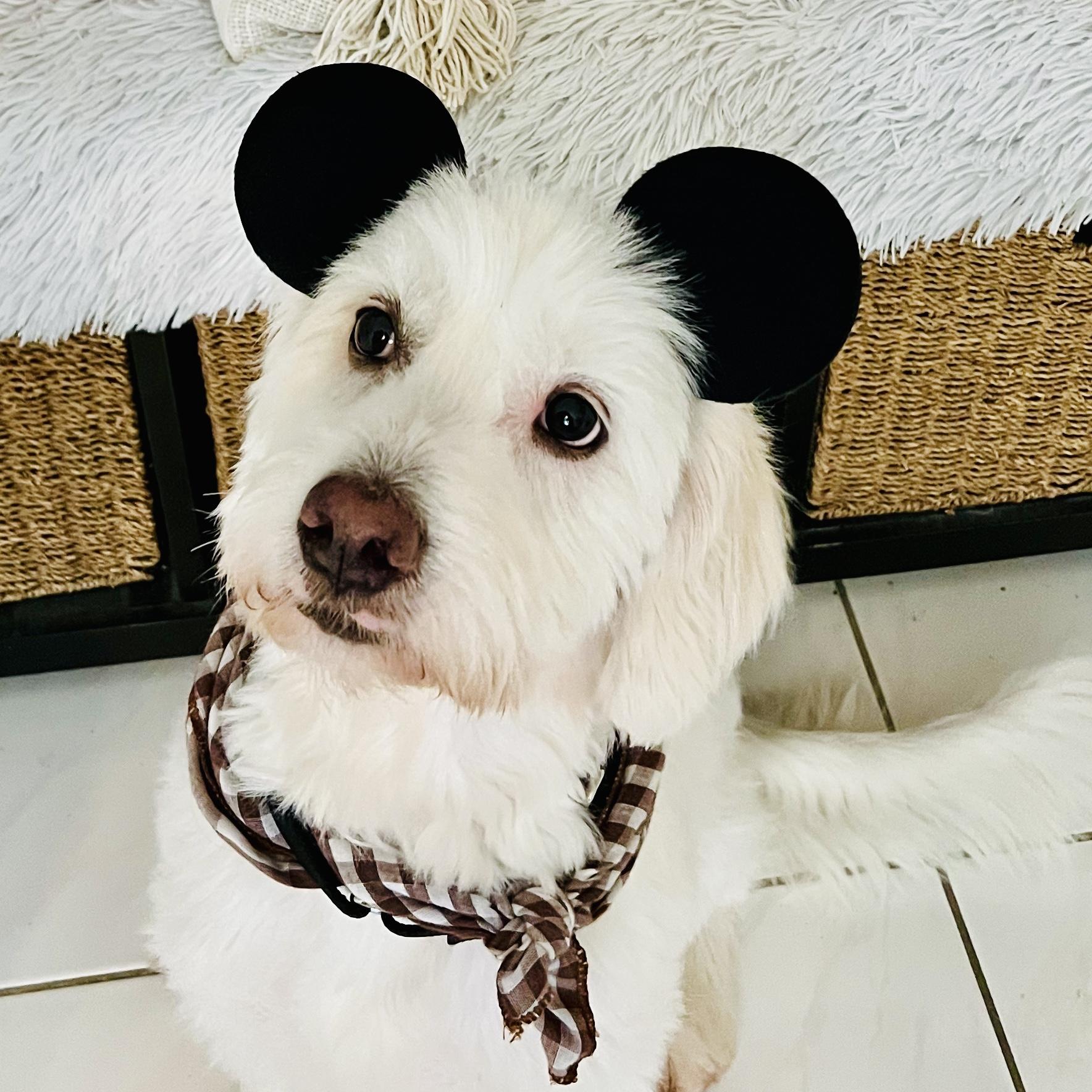 Kona