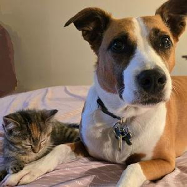 Dog and Cat subscription boxes for Bonnie and Verbena