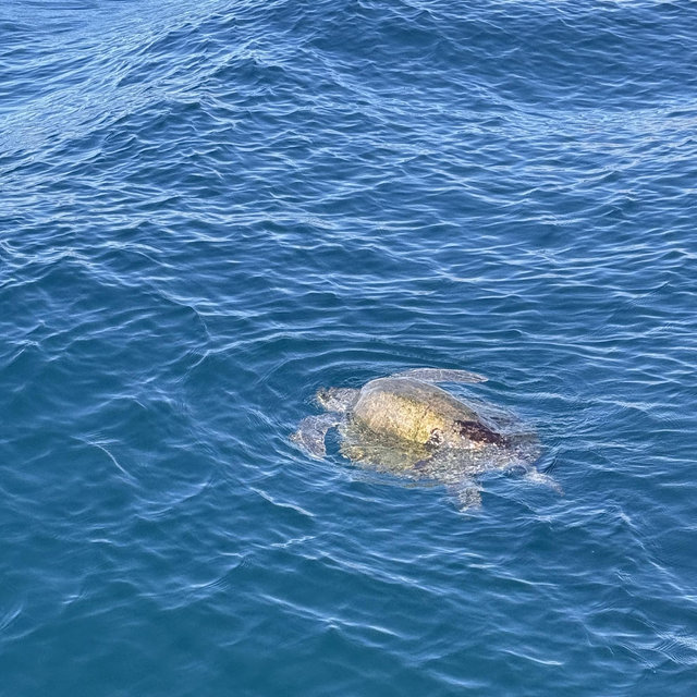 Curaçao Caves & Turtle Swim Experience
