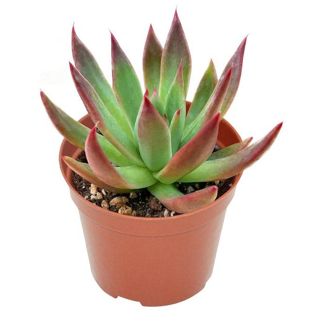 Rare Succulent 4" Echeveria Agavoides 'Morgain', Live Succulents Plants Fully Rooted in 4-inch Pots with Soil, Easy-Care House Plant for DIY, Home Decor, Wedding Party Favor Gift