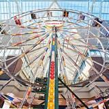 Scheels