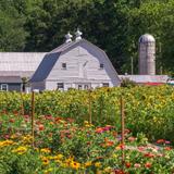 Braehead Farm