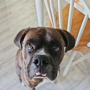 Year's Supply Of Pet Treats