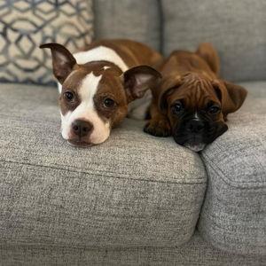 Zoey and Cash Dogsitter fund