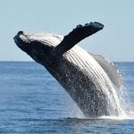 Whale Watching