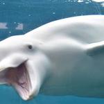 Mystic Aquarium