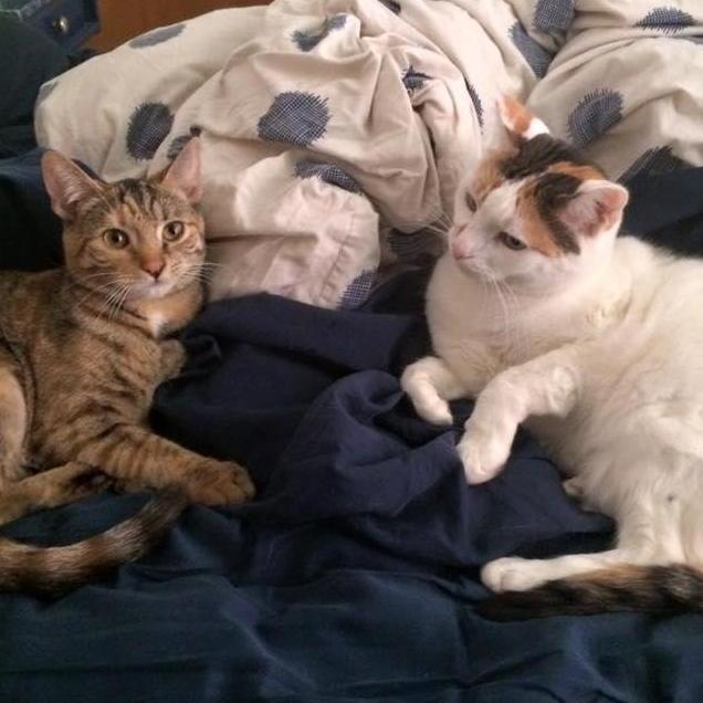 First time in our new apartment, September 2015! Cherry regarding Ivy skeptically
