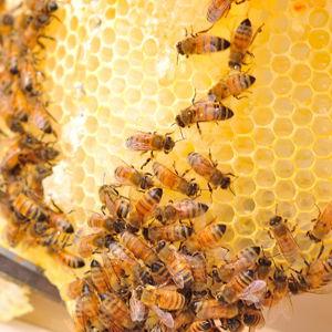 Apiary Startup