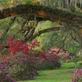 Magnolia Plantation and Gardens