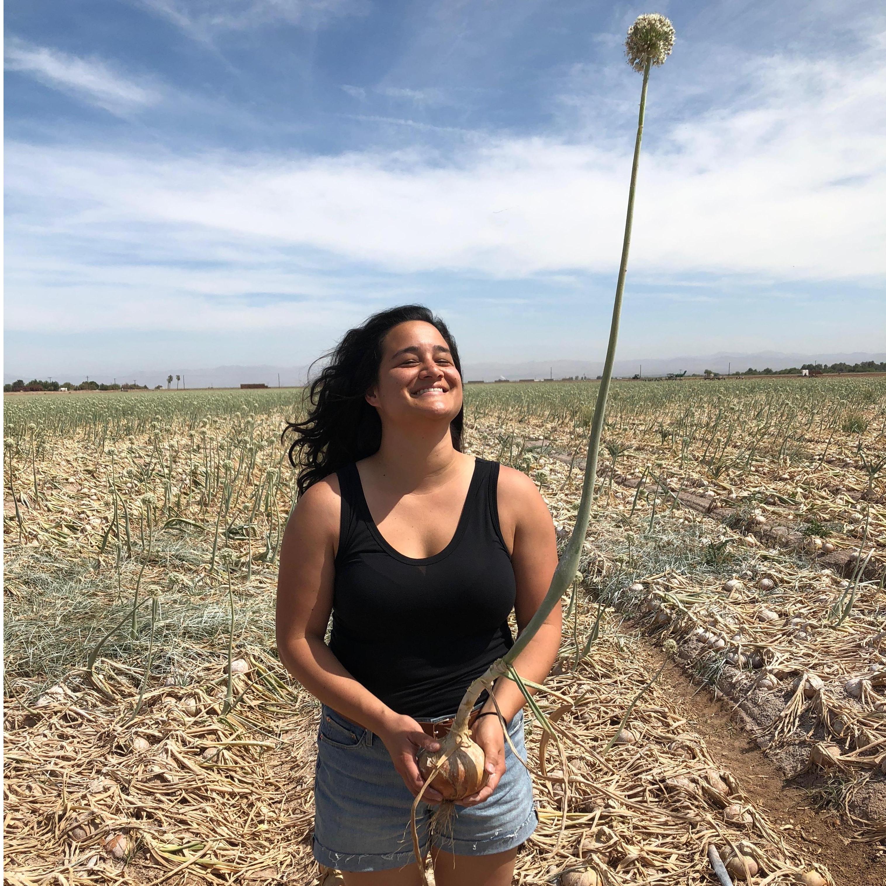 Calipatria, CA. Visiting the onion harvesting shed, June 2018.