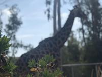 San Diego Zoo