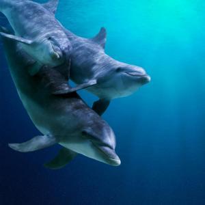 Whale & Dolphin Watching Experience St. Vincent and The Grenadines