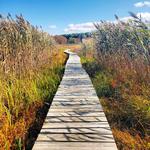 Little Pond Boardwalk Trail