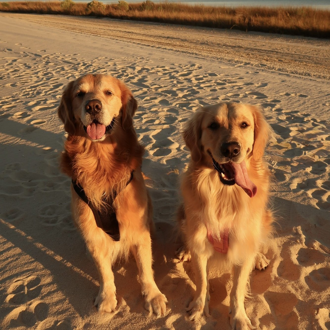 Our "kids"