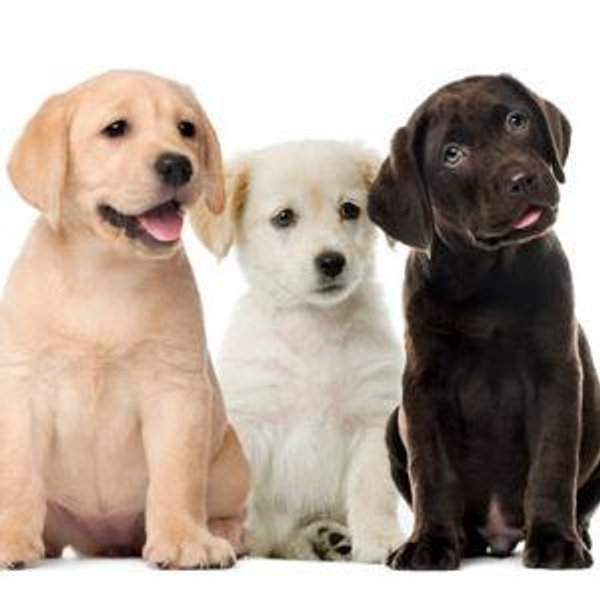 Our Puppy Fund