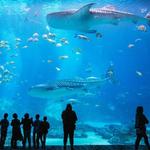 Georgia Aquarium