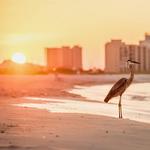 Orange Beach