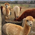 Island Alpaca Farm