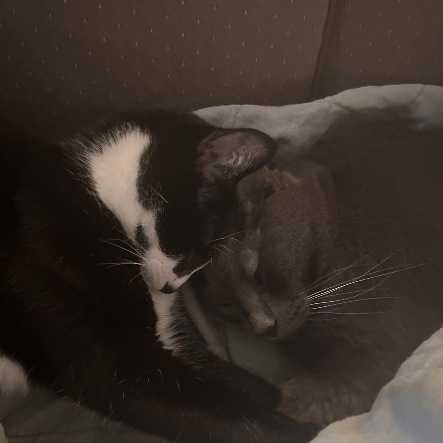 Thumper and Luke